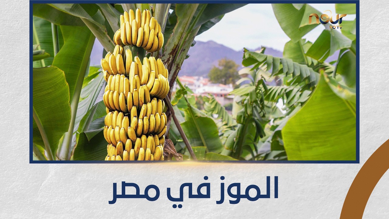 التين والزيتون | زراعة الموز في مصر | 31/1/2026 | الحلقة الكاملة