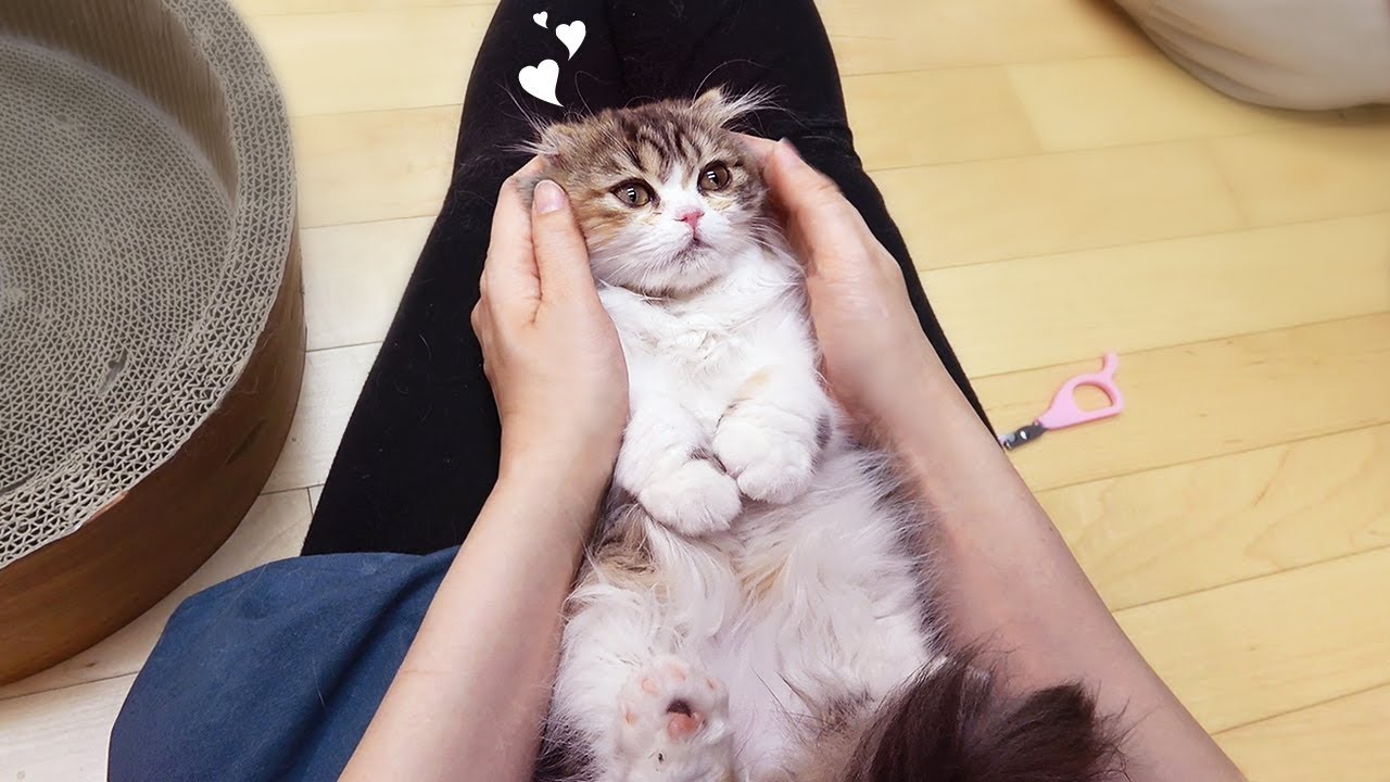 츄츄 고양이를 사랑할 수 밖에 없는 이유