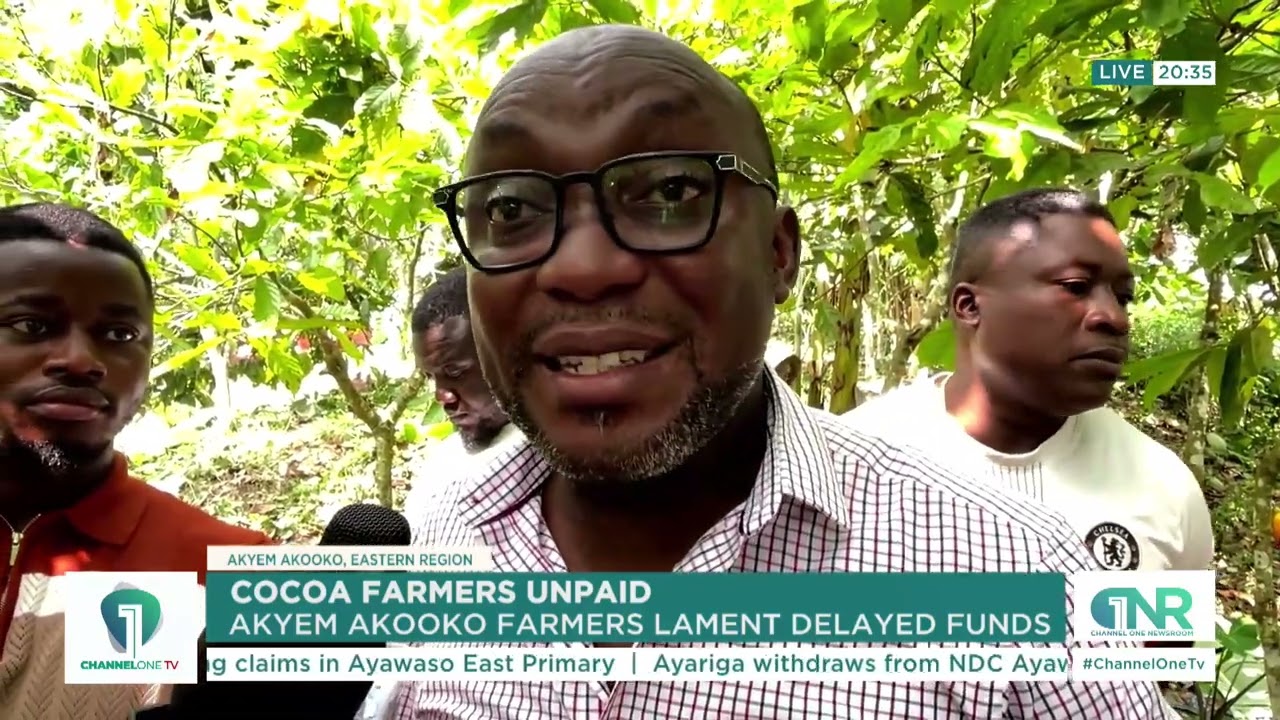 Cocoa Farmers Unpaid: Akyem Akooko Farmers Lament Delayed Funds