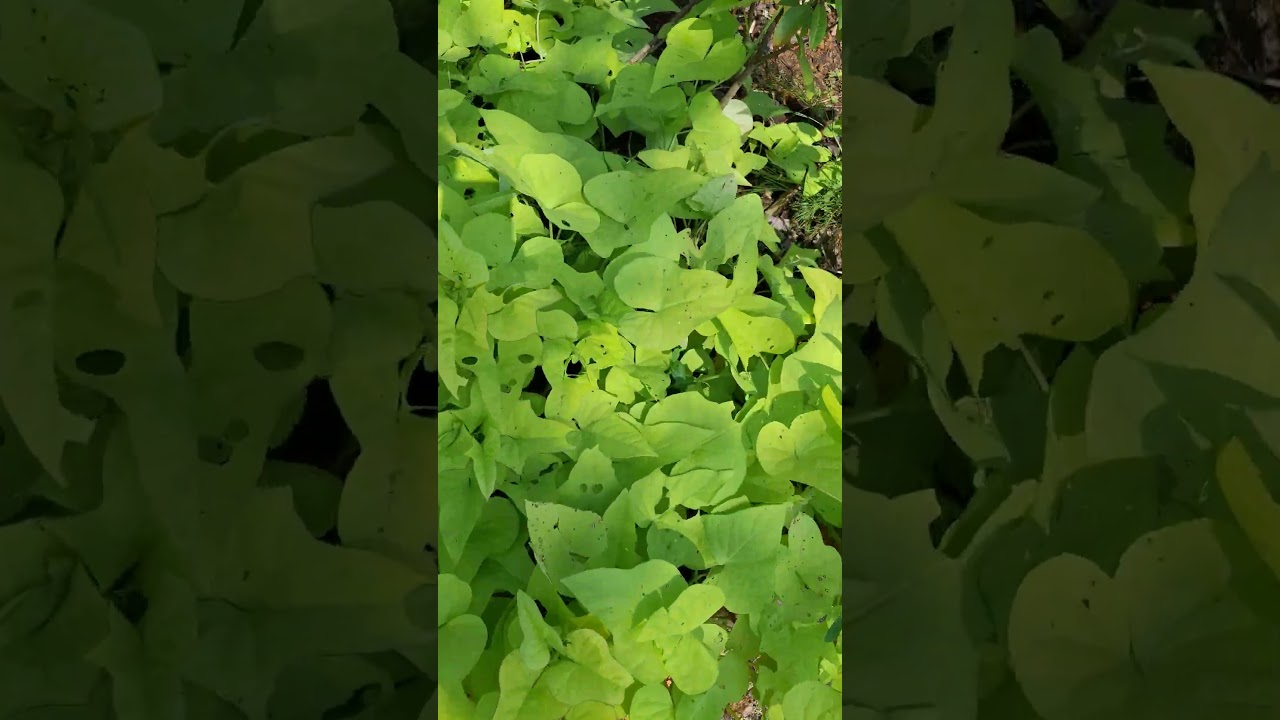 Healthy and Fresh Sweet Potato #shortvideo #ediblegarden #nature #chinesegarden #kitchengarden