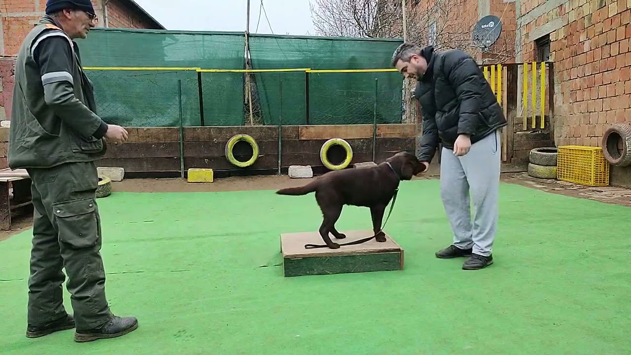 Labrador Djura na prvom casu osnovne obuke sa vlasnikom