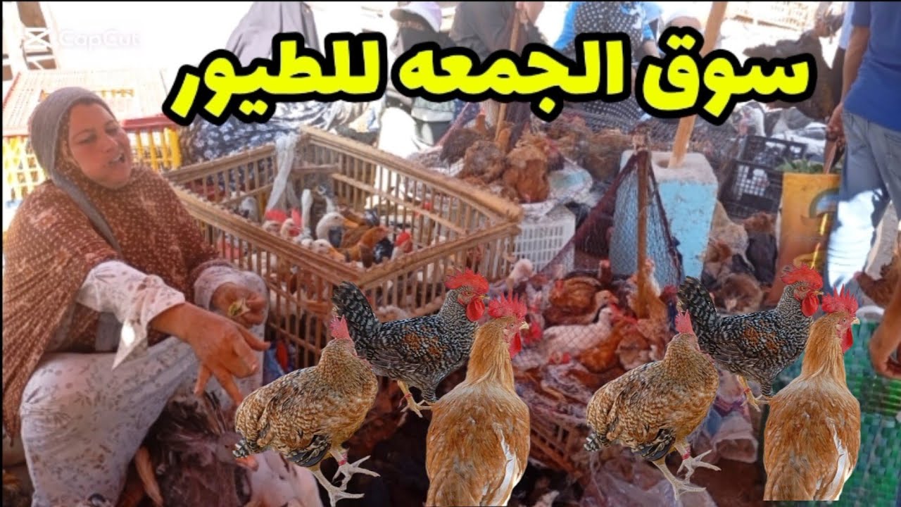 الحقو طيور رمضان فراخ بط حمام ارانب رومى وز وارد الفلاحين 