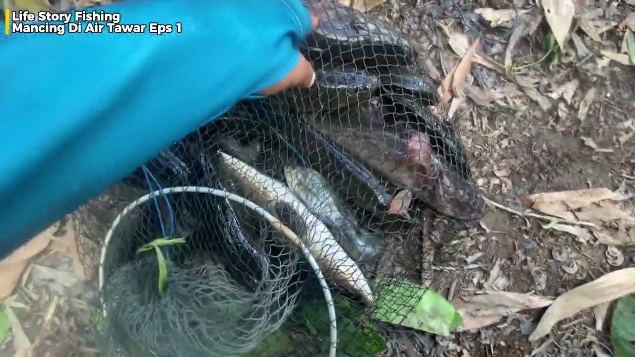 Mancing Di Air Tawar Eps 1 || Ikan Apa Pun Yang Makan Kita Sikat ‼️