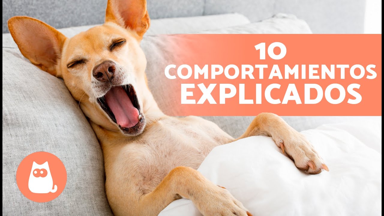 10 COMPORTAMIENTOS de los PERROS explicados 🐶❓