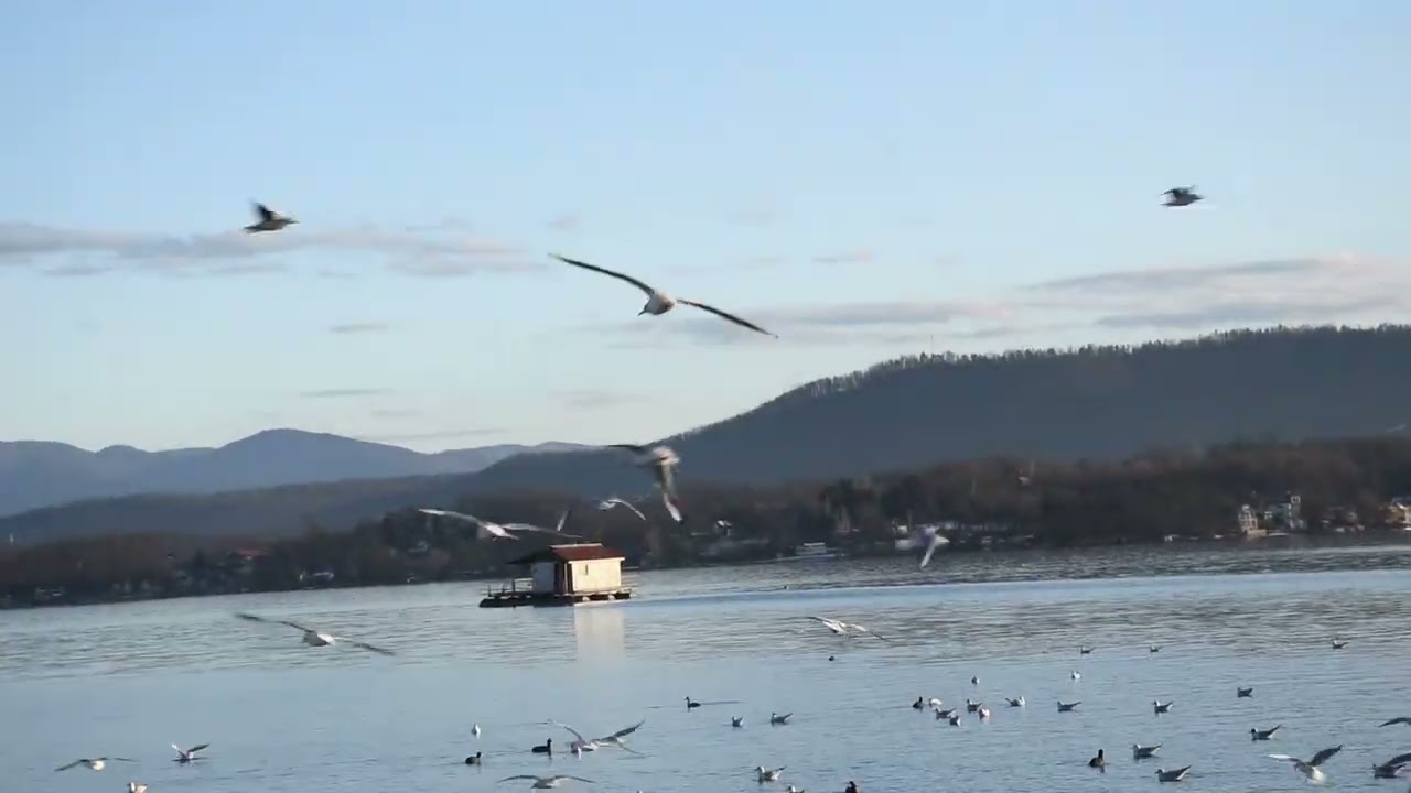 Jezero modrac