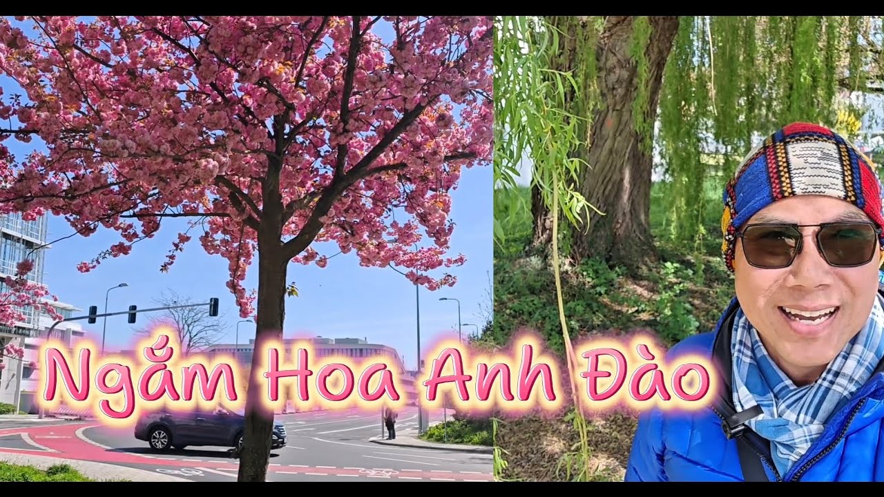 Ngắm Hoa Anh Đào Ở Châu Âu | Văn Phi Thông |