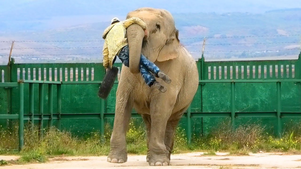 Виктор играет со СЛОНИХОЙ в ФУТБОЛ! А она играет ВИКТОРОМ 😁 Keeper plays football with the elephant!