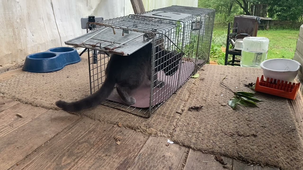 Cat trapping for TNR 8/29/21 Live trap cat trap