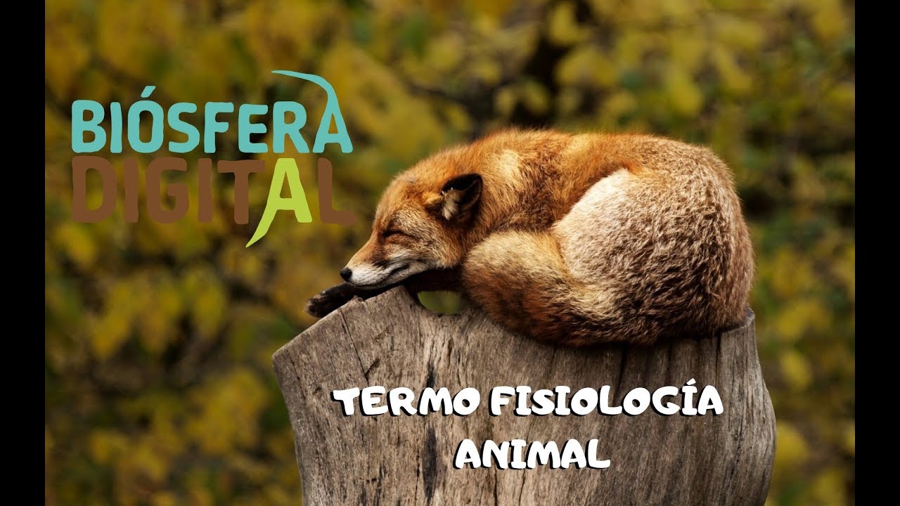 Termo fisiología Animal