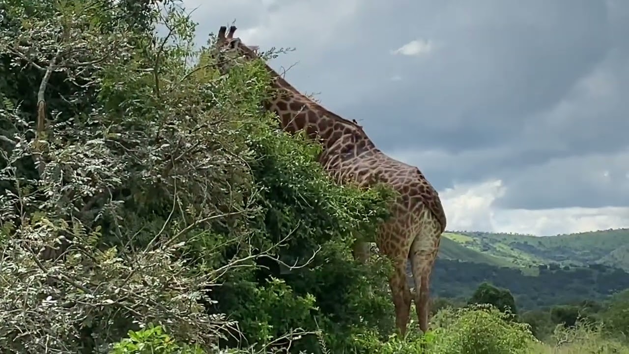 Akagera National Park. Rwanda
