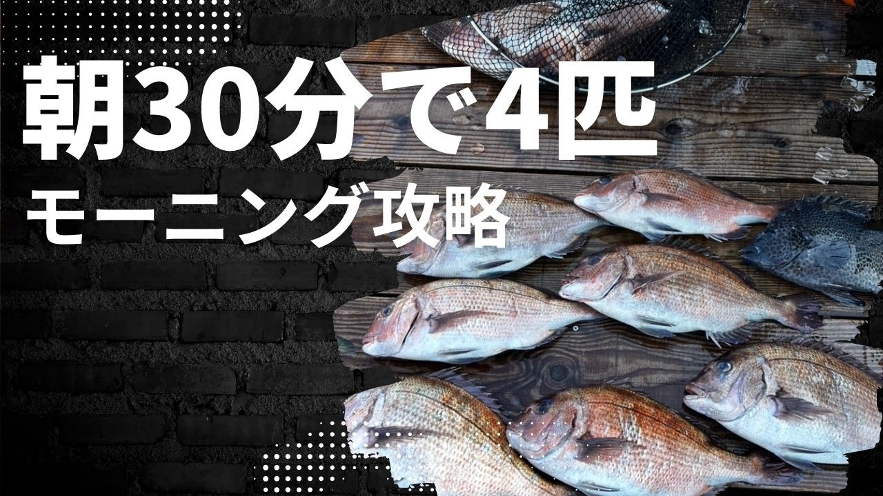 【海上釣堀】 朝30分でタイ4匹（モーニング）! #伊勢志摩つりとも研究所 #iseken #辨屋 #海上釣堀 #fishing #pr #イセケン #フィッシングマックス #一撃イエロー