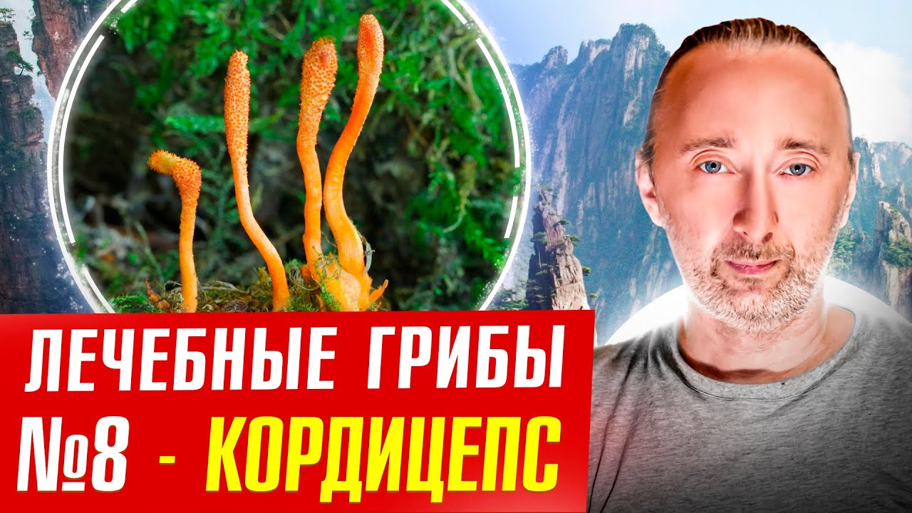 Гриб Кордицепс лечит: сердце, почки, рак, печень, инфекции..