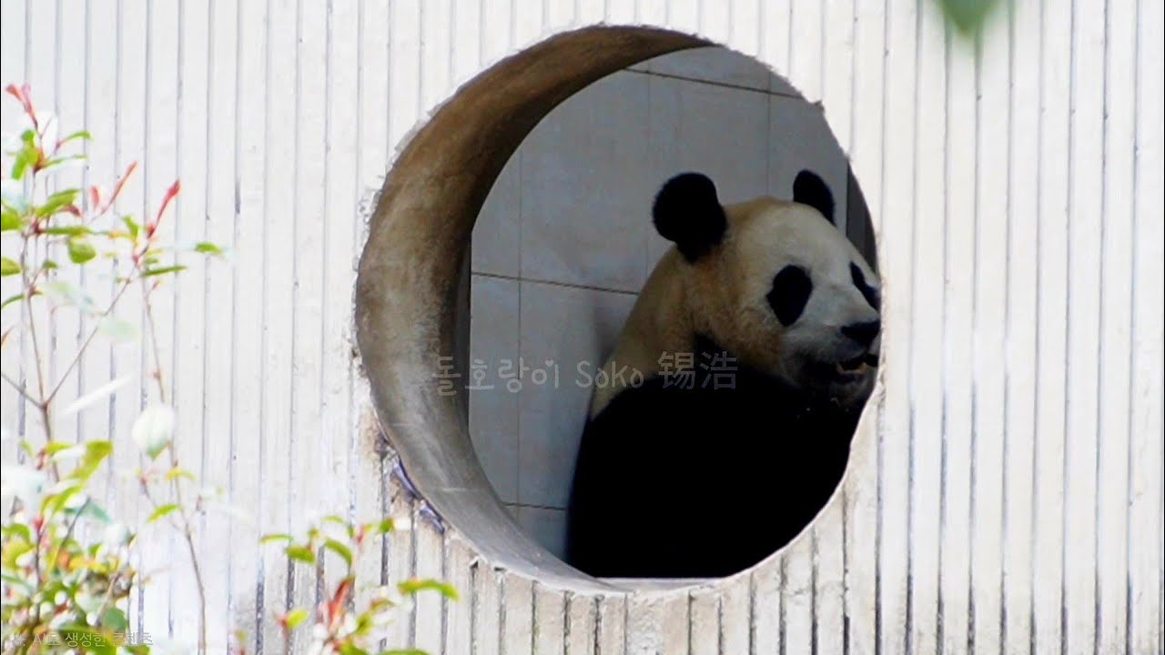 오후엔 사육사님께 어떤 간식을...?! | 2월 19일 오후(푸바오 실시간) Panda Fubao