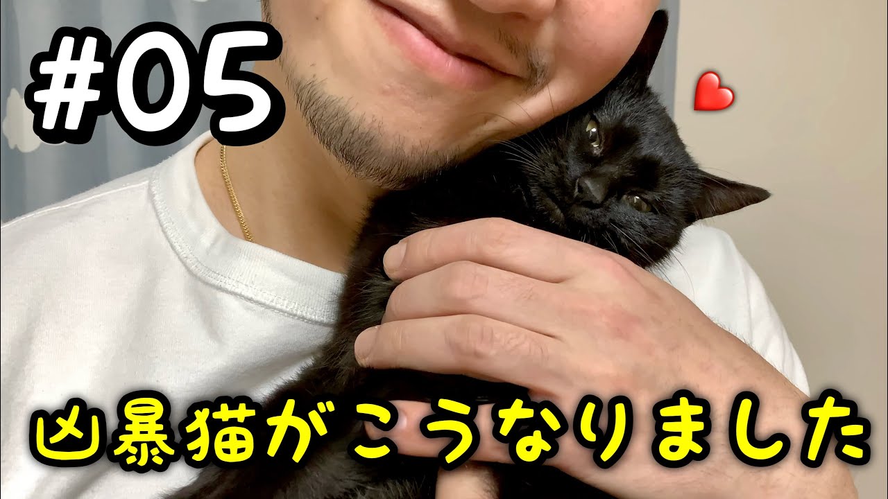 【野良猫 保護】急激に縮まる距離に歓喜🎉一体何があった？？