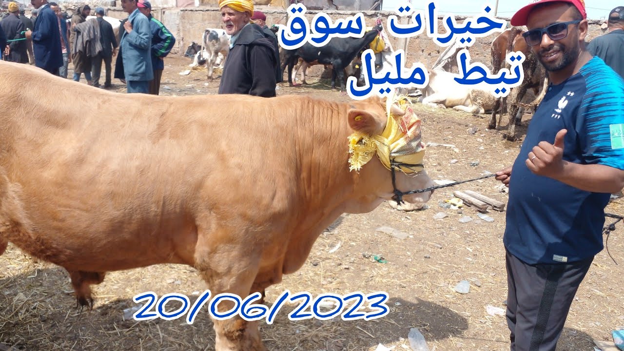 سوق سبيت تيط مليل نواحي الدار البيضاء مع ثمن الأبقار 🐄 ماكاين غير العافية المسكين واكل الدق🐃👉🙆‍♀️