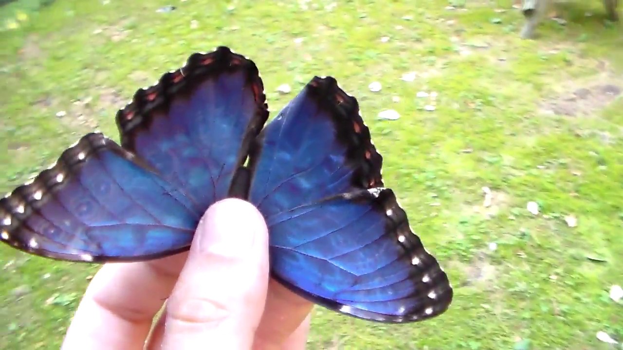 Blue Morpho Butterfly! Incredible colour!