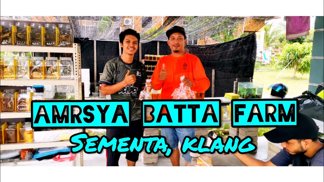 Melawat AMRSYA betta farm, ikan padu2, betta fish gred baik punya.