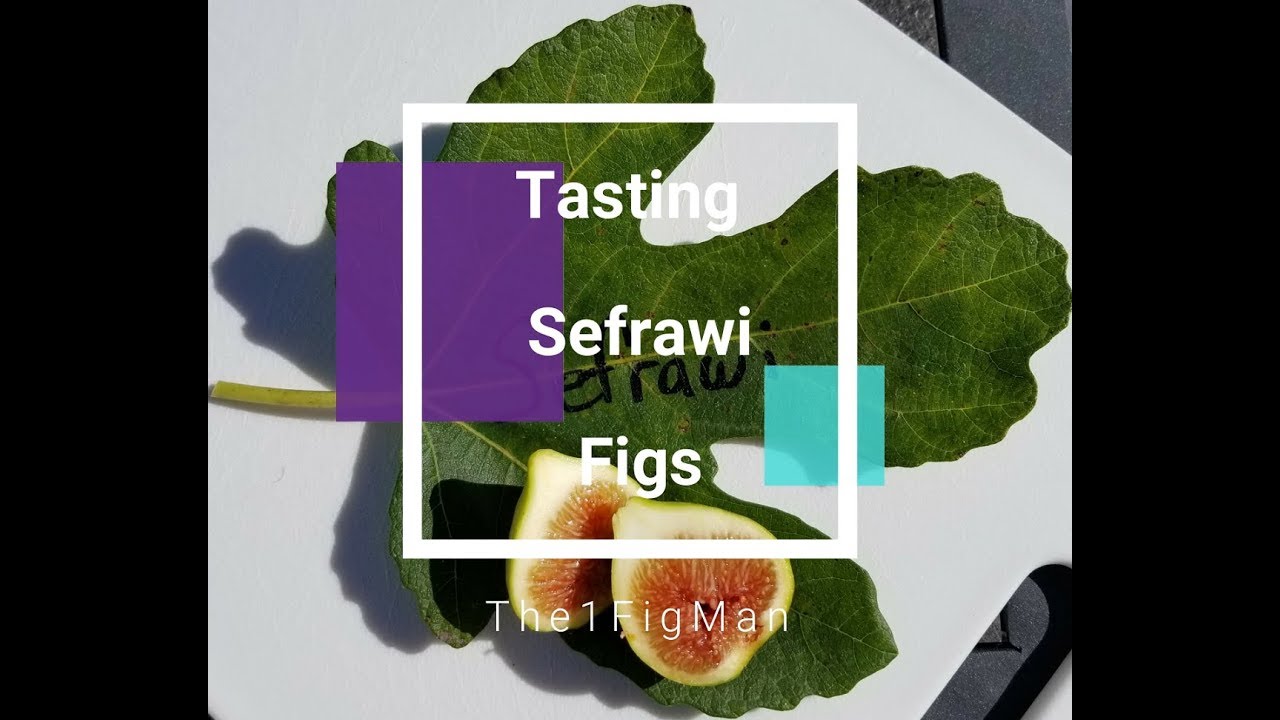 Sefrawi / Sefrawy / Sfeiry Fig Review