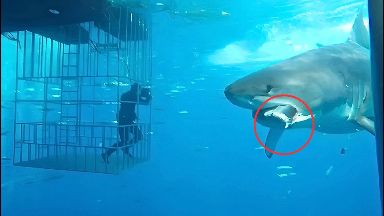 10 inmersiones en jaula con tiburones blancos que salieron mal