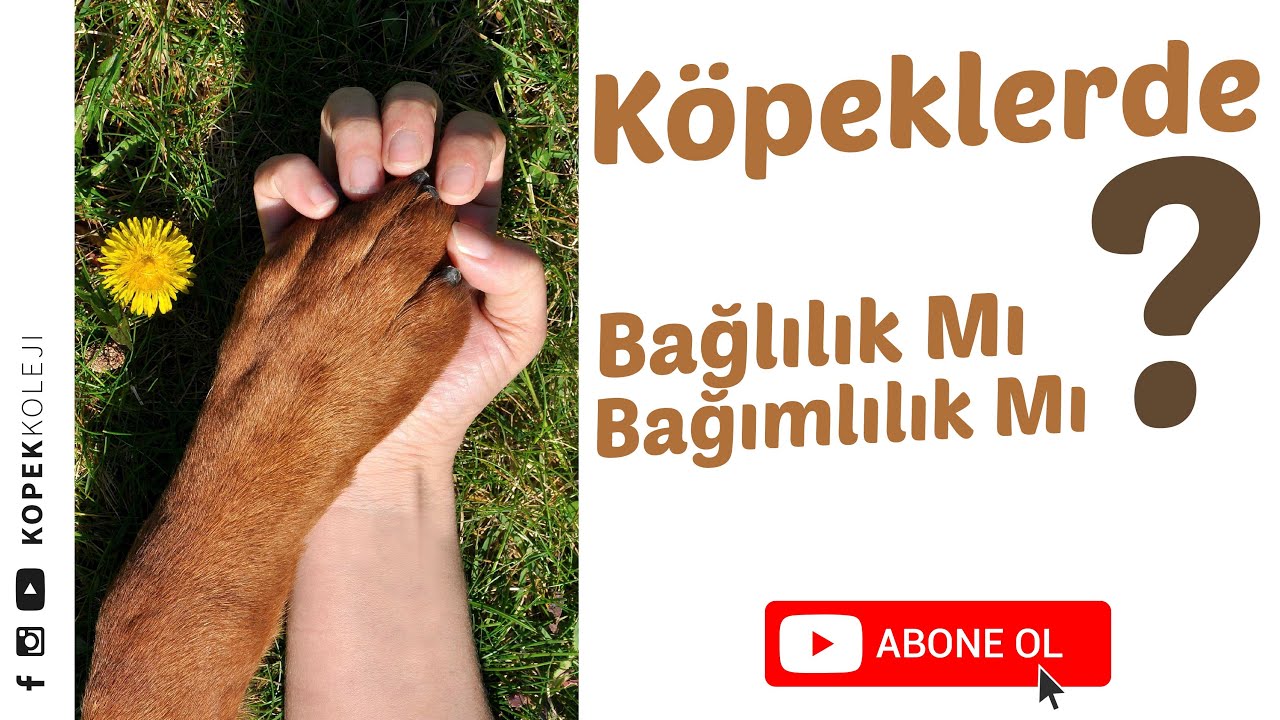 Köpeklerde Bağlılık Mı, Bağımlılık Mı?