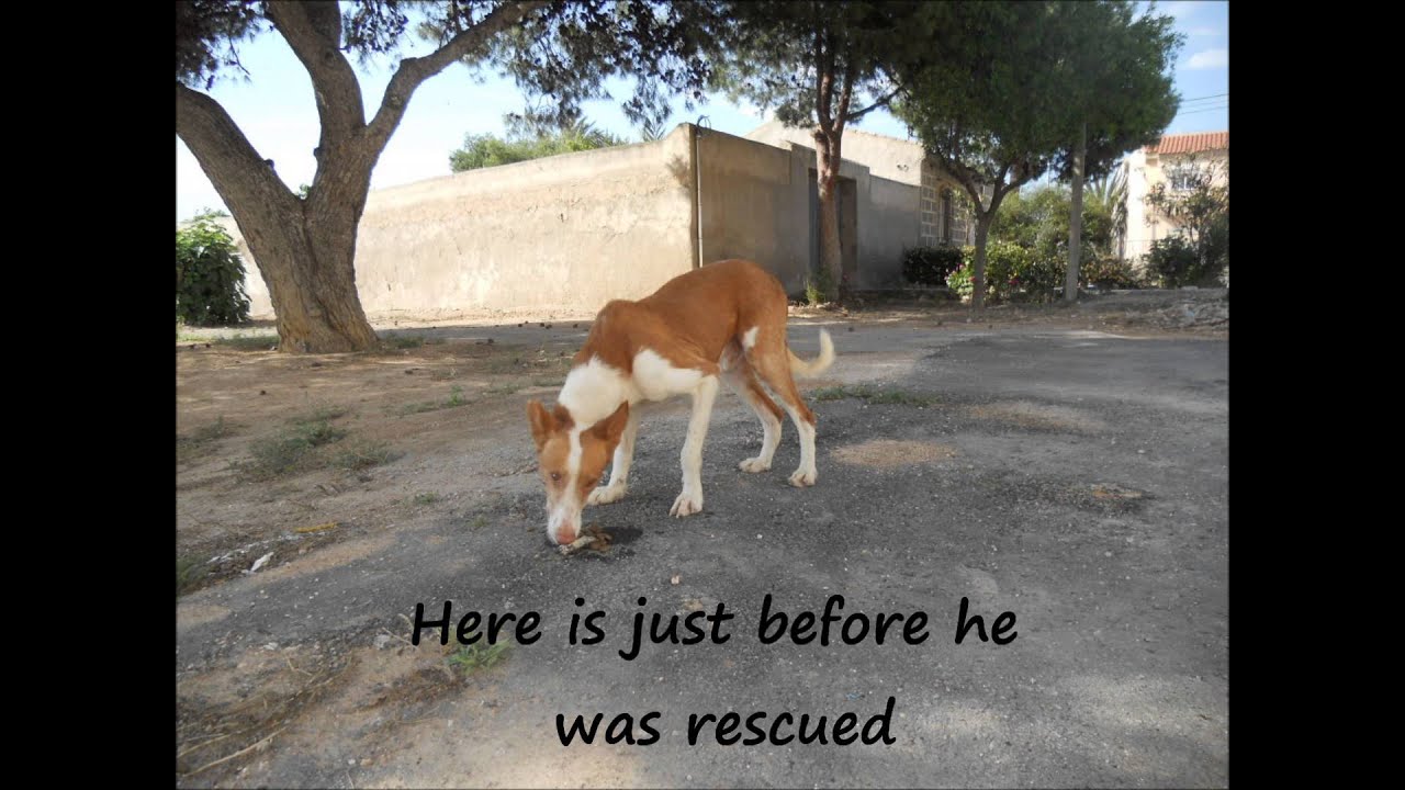 My 6 abandon and straydogs from Spain version 6 0