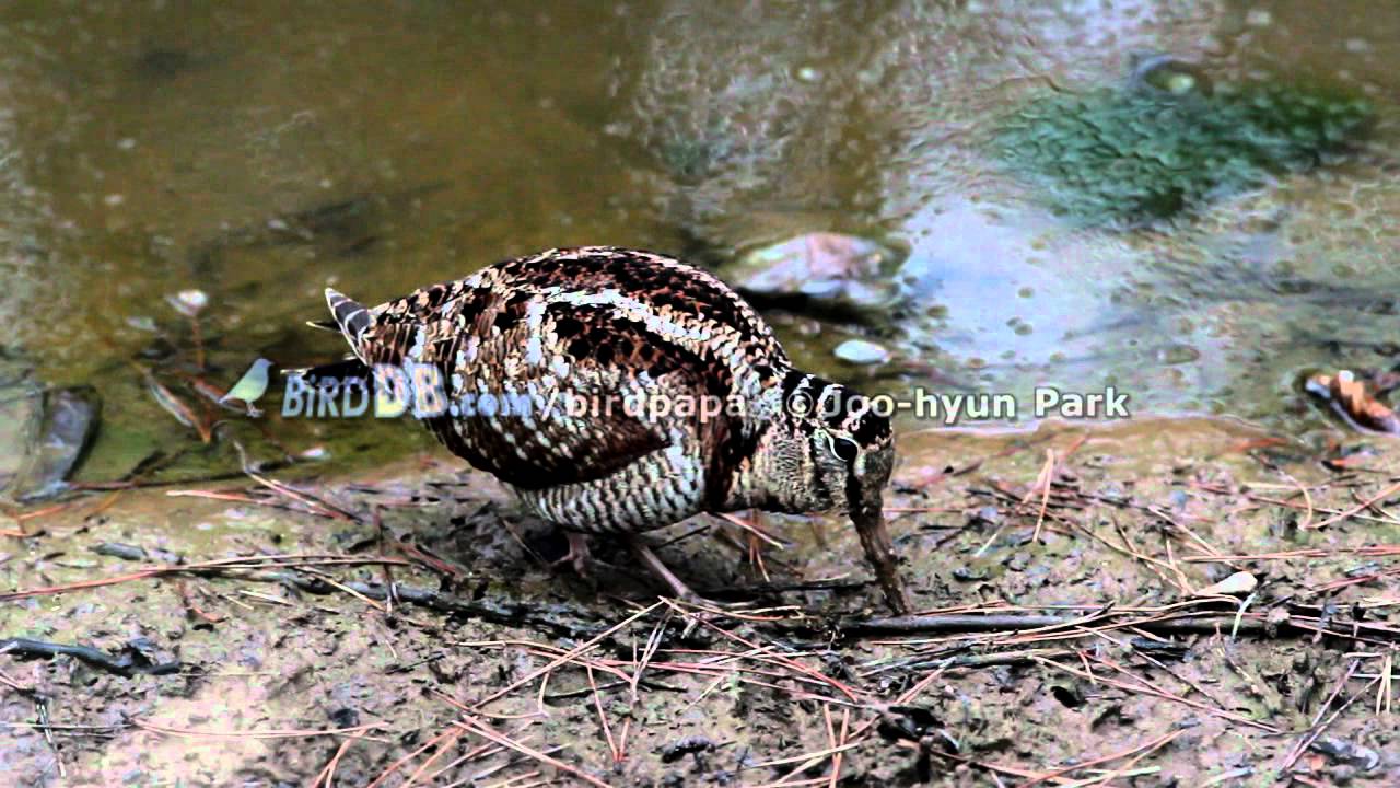 120303-eurasianwoodcock .m2t