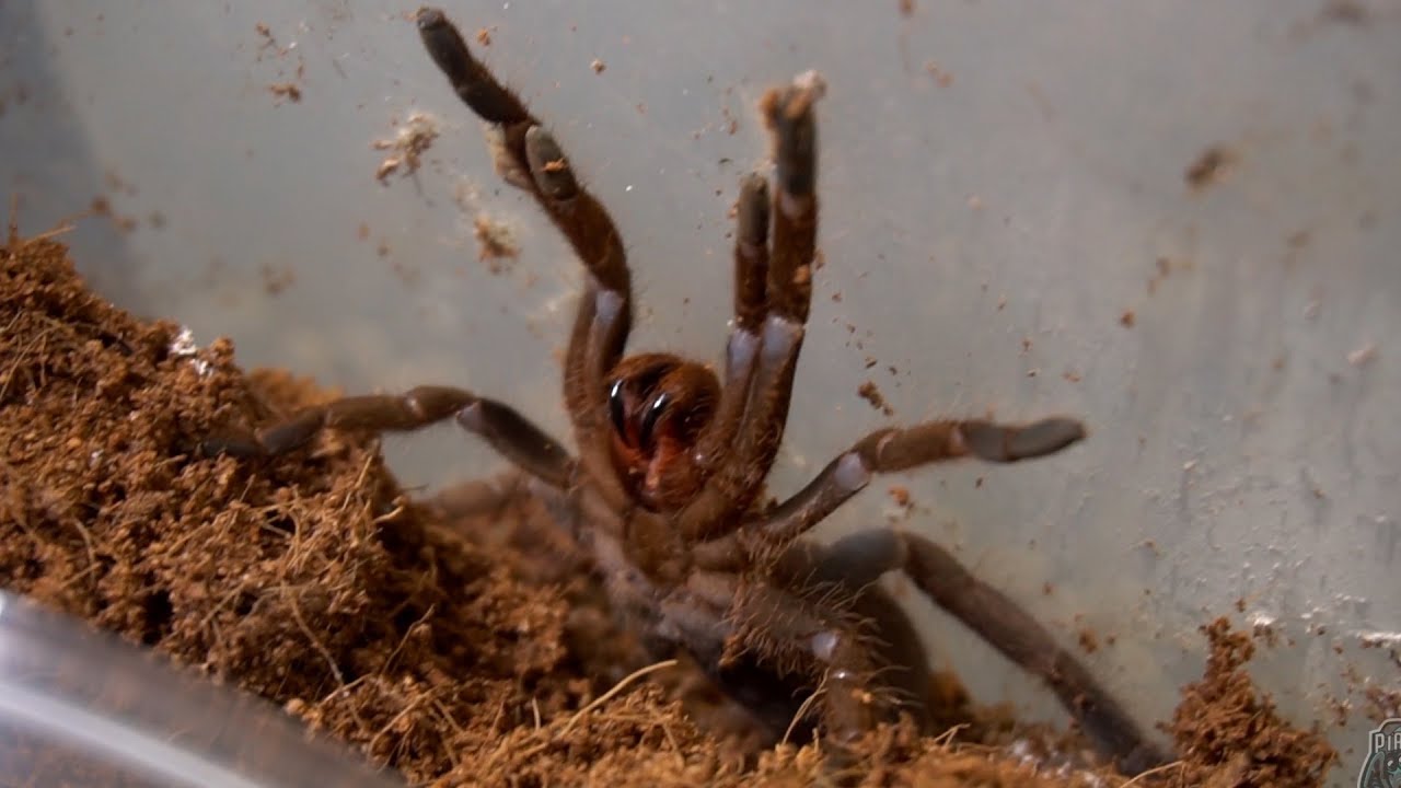 Co u grup&oacute;wki 5x Hysterocrates sp. gigas?