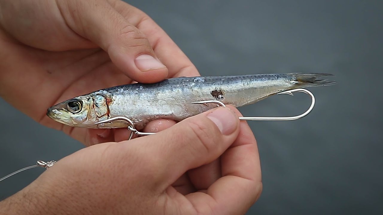How To Rig Pilchards For Bait Fishing