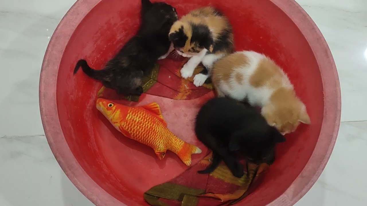 Cute kitty kitten meowing 