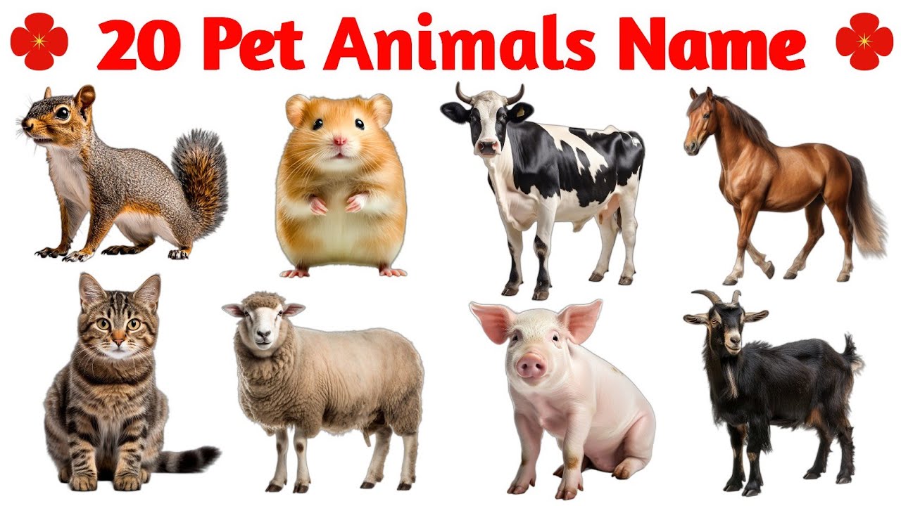 पालतू जानवरों के नाम 🐶🐱 | 20 Pet Animals Name | Kids Learning