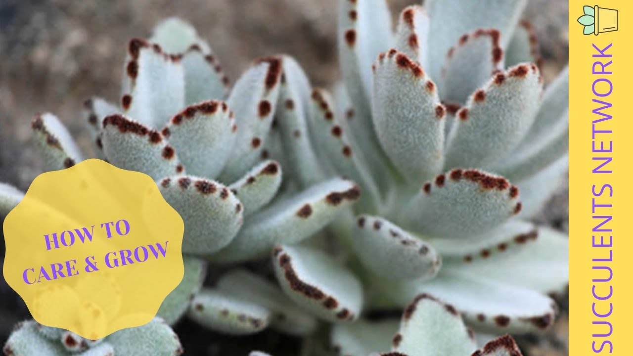 How To Grow & Care For Kalanchoe Tomentosa (Panda Plant)