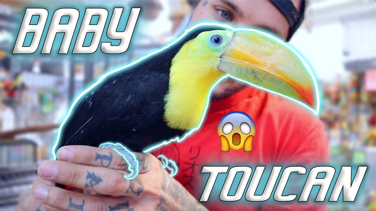 Should I get a baby Toucan?!