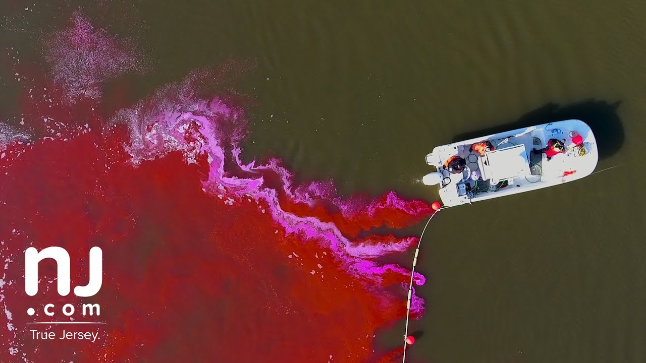 Watch a river turn red to help protect people and shellfish