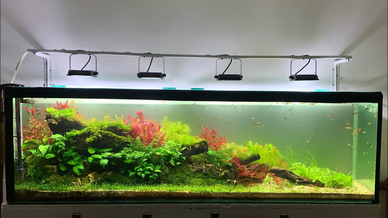 Aquascaping Nature style