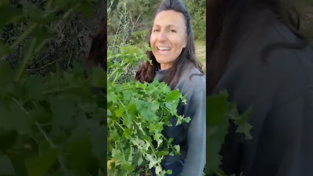 Άγρια χορτα