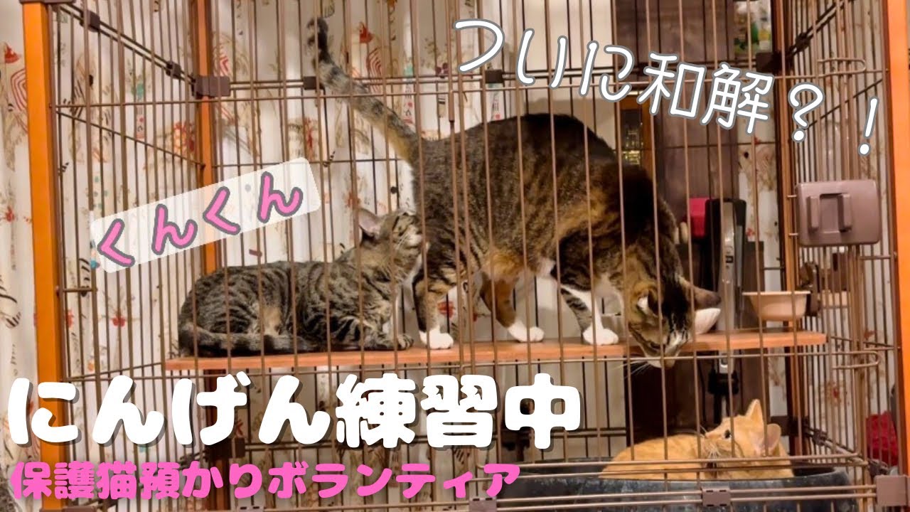 【保護猫】イズこはる♯3 先住猫どんぐりの怒りの理由が判明しました。これでまた一歩前進。