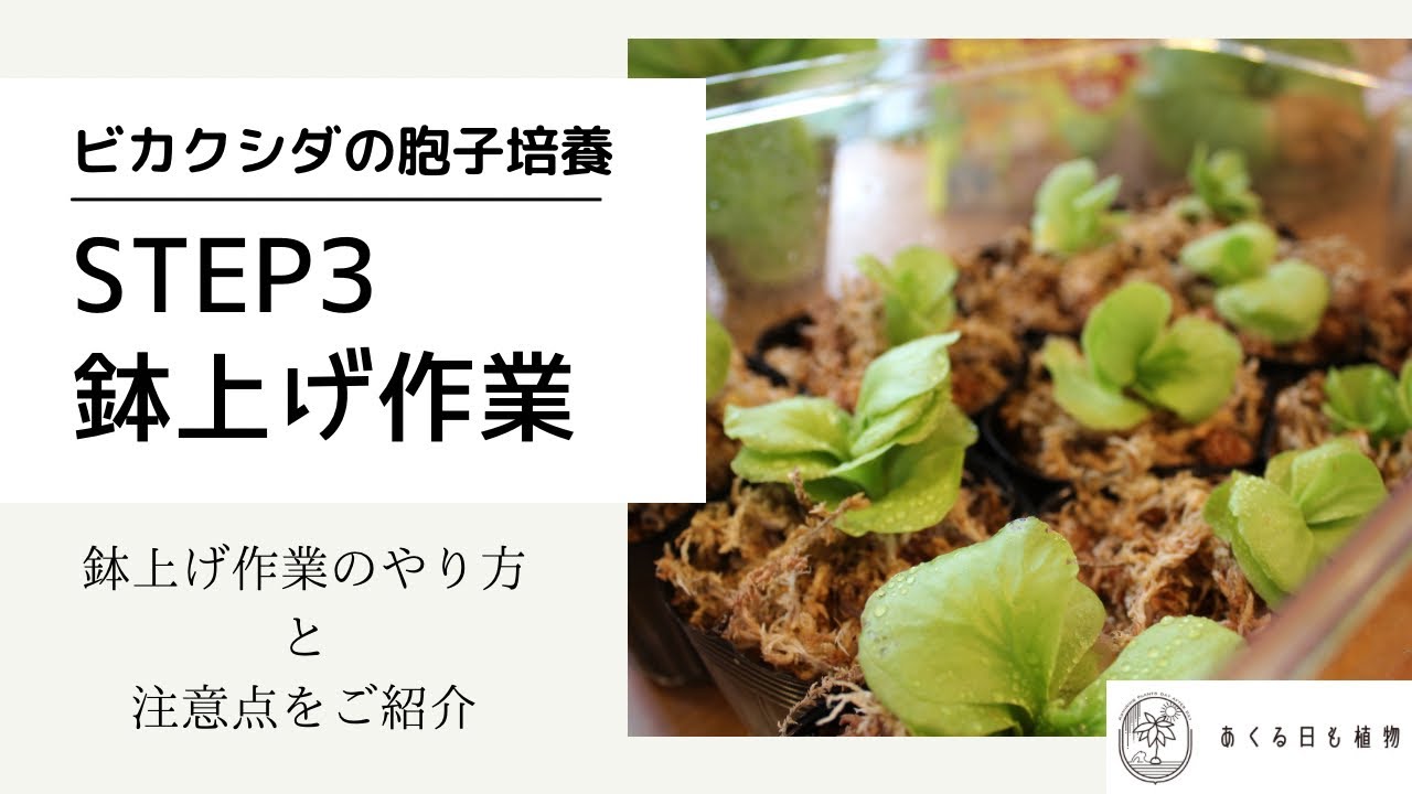 ビカクシダの胞子培養STEP3「鉢上げ作業」について