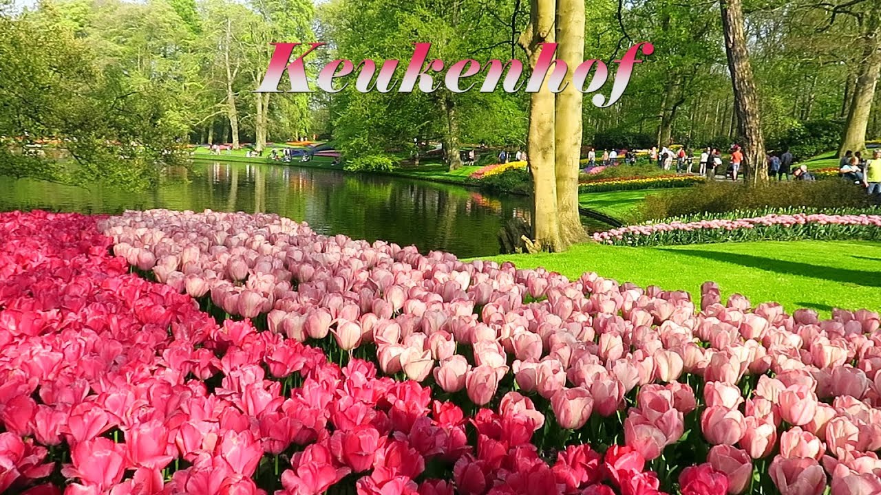Keukenhof 2018 -  The most beautiful flower park in the world