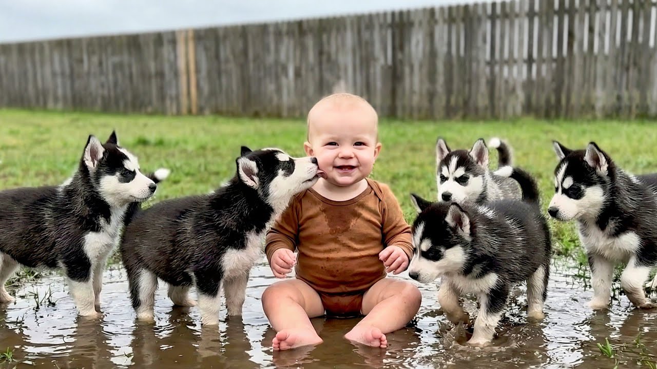 Funny Baby & 5 Husky Puppies Playing 🐶👶 | Viral Cute Baby and Husky Puppy Video