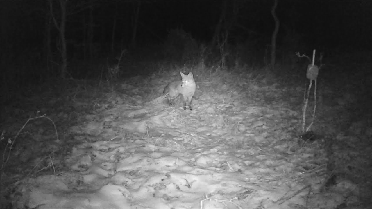Jurajska fauna okiem fotopułapki - tydzień 1