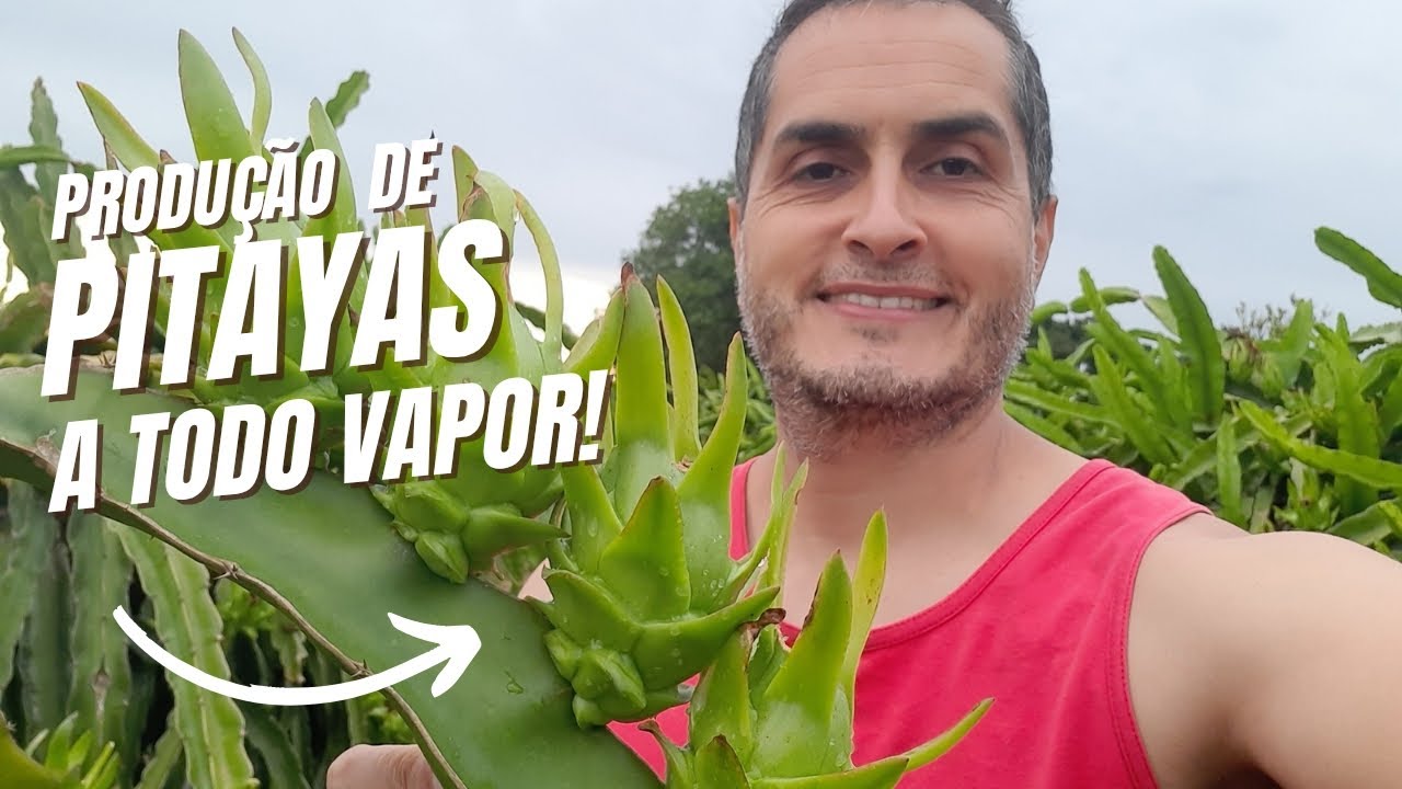 Produção de Pitayas a todo vapor!