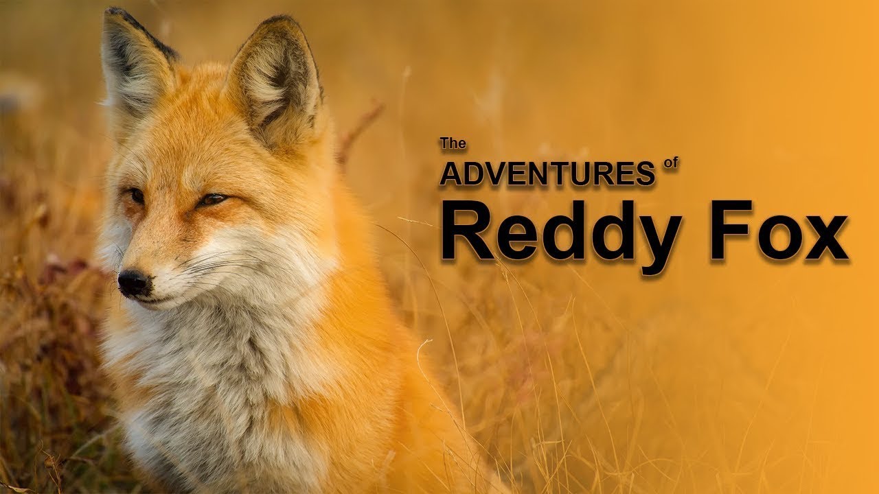 The Adventures of Reddy Fox | Listen English everyday