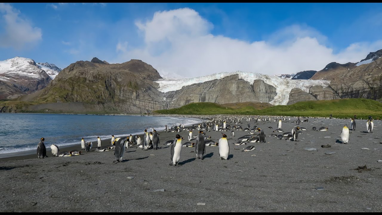 South Polar Expedition 2020: Part 4: South Georgia Island; Gold Harbour