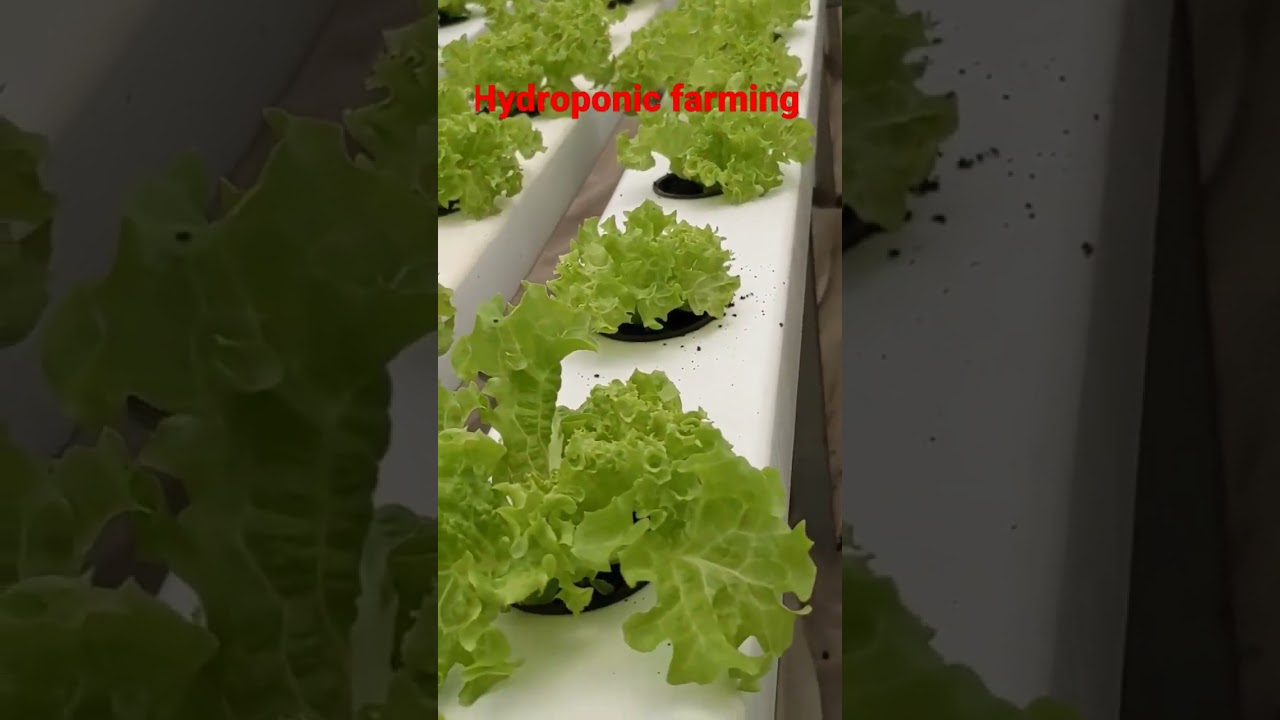 Hydroponic farming in NFT.