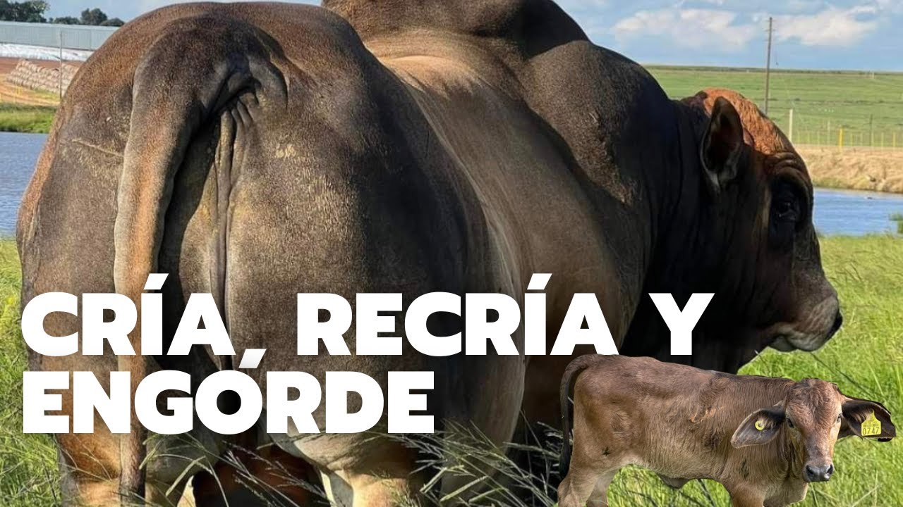 CRÍA, RECRÍA Y ENGORDE I Rancho el Esfuerzo