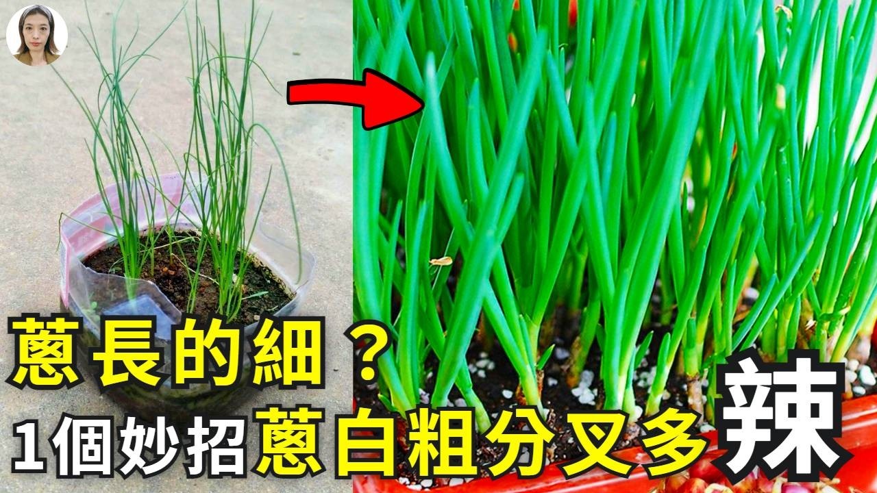 種的蔥越長越細？4個藥方+1個妙招，先長蔥白再分叉，叉叉都有肥蔥葉，隨吃隨剪味道鮮！|花花世界