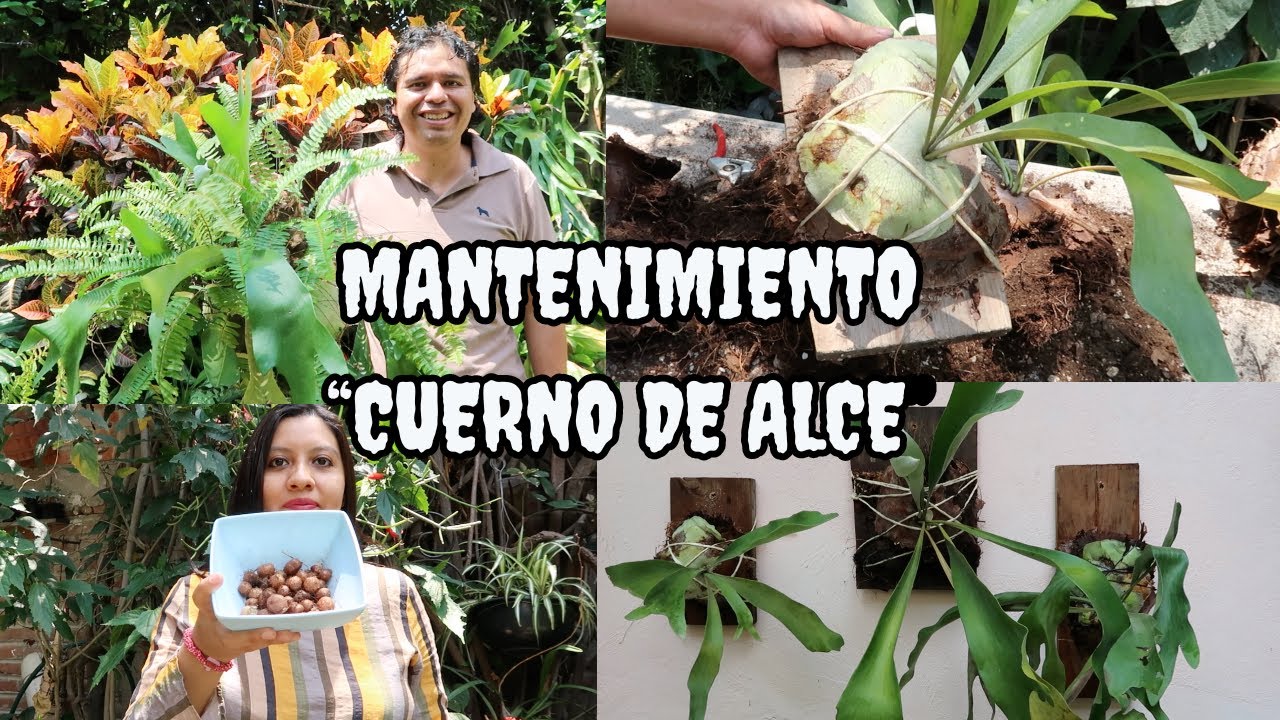 #Mantenimiento, #reproducción y más del bello Cuerno de Alce //#Platycerium #bifurcatum