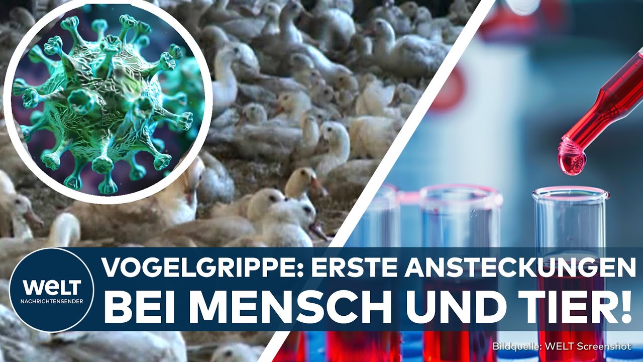 VOGELGRIPPE: Virus breitet sich in USA und Deutschland aus - Erste Infekte! Pandemiegefahr steigt