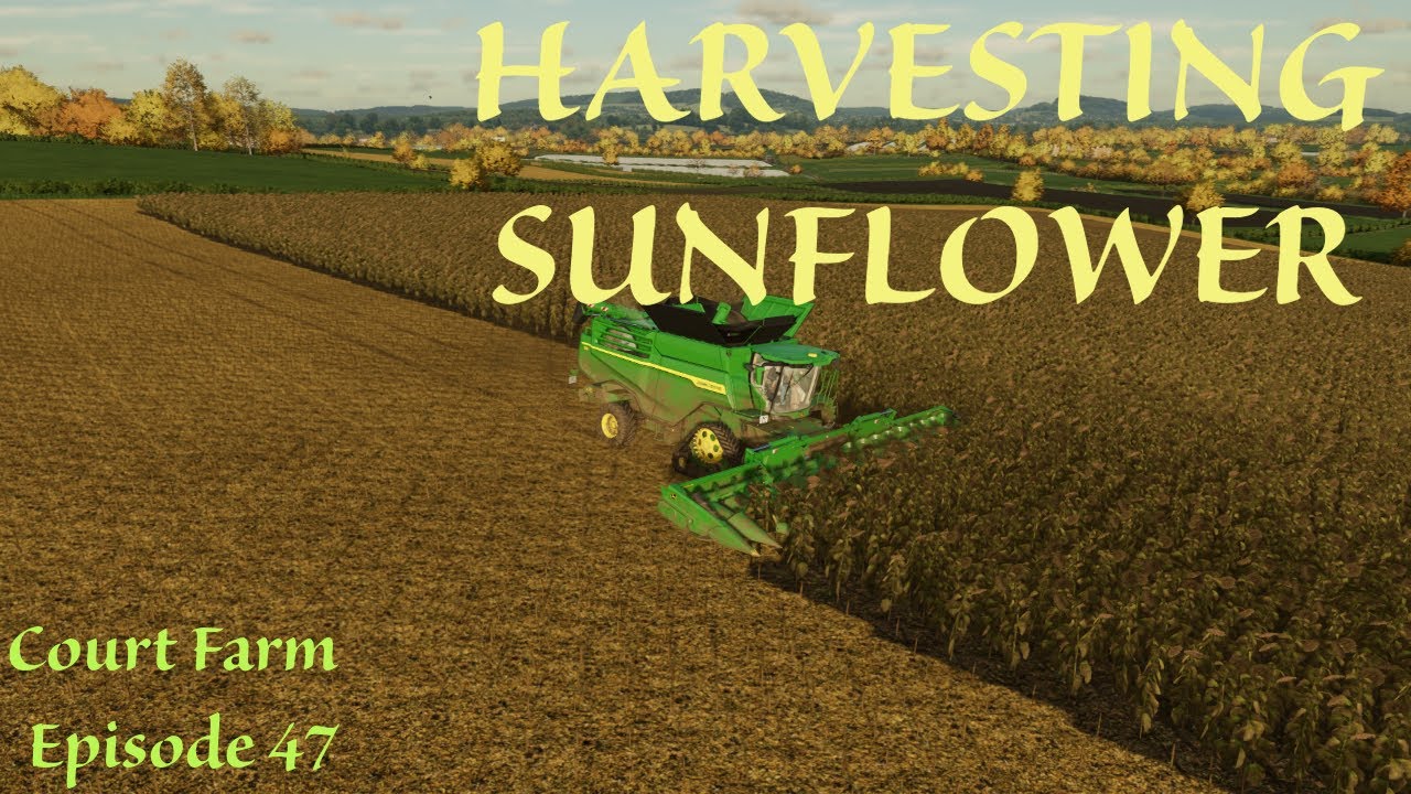Renting Biggest Harvester for Sunflower | Court Farm Country Park Episode 47 | Farming Simulator 22