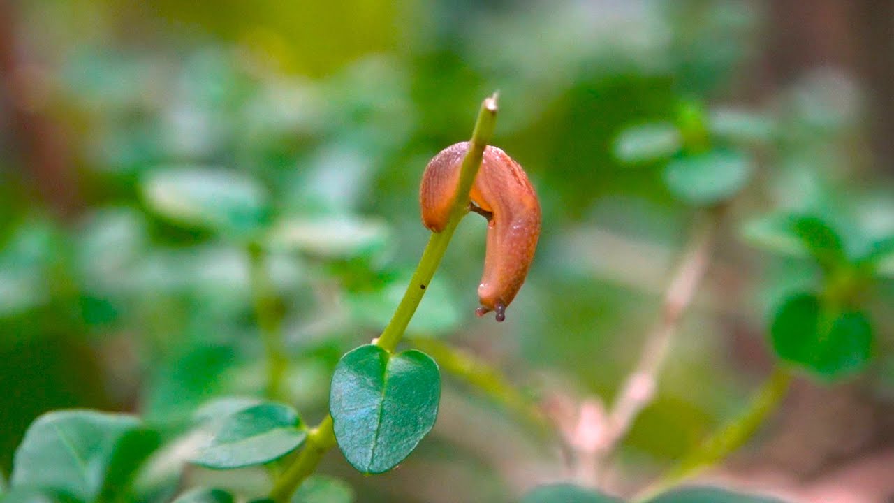 Small Slug | Time-lapse